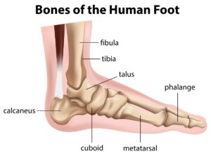 Anatomia del piede