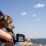viaggi pet friendly