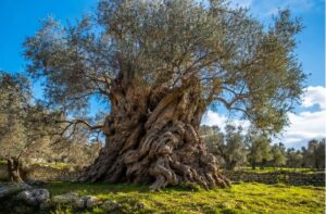 Alberi monumentali Italia: i giganti verdi da vedere almeno una volta nella vita